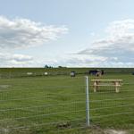 Grünes Feld mit Picknicktisch, Strandkorb und Spielzeug hinter einem Zaun.