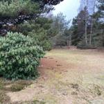 Green bush in front of forest with grassy ground