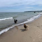 Hunde sind im Urlaub Willkommen