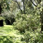 Grün bewachsener Garten mit Bäumen und Sträuchern unter hellem Sonnenlicht.