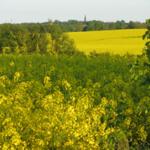 Rapsfelder erstrecken sich bis zum Dorf mit Kirchturm im Hintergrund.