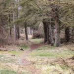 Waldweg durch Nadelbäume mit grasigem Boden