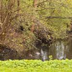 Ein ruhiger Fluss mit Enten und grüner Vegetation am Ufer.