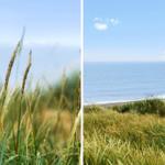 Meer und Strand aus Grashügeln mit blauem Himmel und weißen Wolken