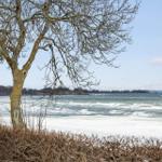View of stormy sea under a bare tree with snow along the shore.
