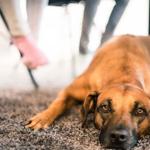 Ein Hund liegt auf dem Teppich und schaut in die Kamera.