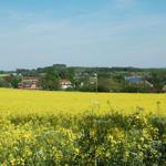 Rapsfeld im Hintergrund Alt Reddevitz
