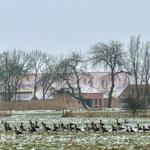 Viele Gänse stehen im schneebedeckten Feld vor einem Haus mit Bäumen.