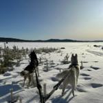 Zwei Hunde mit Leinen stehen im Schnee und blicken auf eine gefrorene Landschaft.