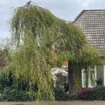 Haus mit hängendem Baum und Gartenbereich mit Stuhl und Tisch.