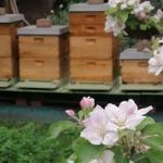 Unsere Bienen