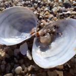 Offene Muschelschale auf Kiesstrand mit Sand und kleinen Steinen.