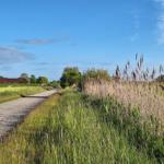 Gepflasterter Weg durch Gras und Schilf bis zu einem Haus im Hintergrund.