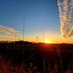 Sonnenuntergang über Feld mit Windrädern und hohen Grashalmen im Vordergrund.