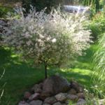 Ein weißblättriger Baum steht im Garten neben Steinen und Gras.