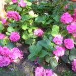 Hortensienblüten in leuchtendem Pink wachsen vor einem Holzzaun.