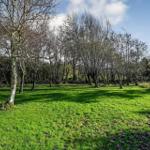 Grünes Grasfeld mit Bäumen und blauem Himmel.