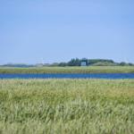 Grünes Schilf am Wasser mit Windkraftanlagen im Hintergrund