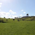 Weideland mit grasenden Kühen und weißem Bauernhof im Hintergrund.