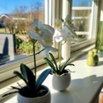 Fensterbank mit weißen Orchideen und grünen Vasen. Blick auf Garten und Himmel.