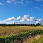 Weitläufiges Feld mit goldenem Getreide, roten Häusern und dänischer Flagge unter blauem Himmel mit weißen Wolken.