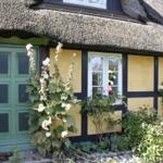 Ein Haus mit strohgedecktem Dach, gelben Wänden und grüner Tür. Vor dem Haus blühen Rosen.