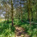 Waldweg zwischen Bäumen mit grünem Unterholz und Sonnenlicht.