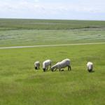 Schafe grasen auf einer grünen Wiese unter blauem Himmel.