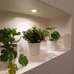 Three plants in white pots on a recessed shelf with built-in lighting.