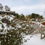 Schnee bedeckt Sträucher und eine Bank im Garten. Im Hintergrund sind Bäume und ein Haus zu sehen.
