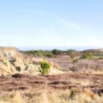 Wilde Heidelandschaft mit Windrädern im Hintergrund