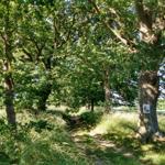 Kleine Rügener Allee