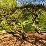 Zwei alte Bäume mit geschwungenen Ästen stehen im Wald.
