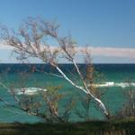 Ein Baum mit weißen Stämmen steht am Ufer eines türkisfarbenen Sees unter blauem Himmel.