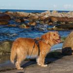 Ein Hund steht an einem steinigen Strand mit Blick auf das Meer.