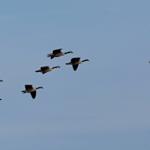Eine Gruppe von Gänsen fliegt in einem V-Formationsflug durch den klaren Himmel.