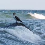 Ein Vogel steht auf einem Felsen im stürmischen Meer.