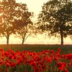 Roter Mohnblumenfeld bei Sonnenuntergang mit zwei Bäumen im Hintergrund.