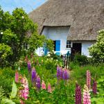 Haus mit Strohdach und blauer Tür, umgeben von blühenden Lupinen und grünen Sträuchern.