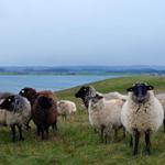 Schafe grasen auf einer grünen Wiese neben einem See.
