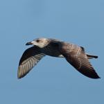 Eine Möwe fliegt im klaren blauen Himmel.