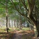 Weg durch den Buchenwald am Hochufer