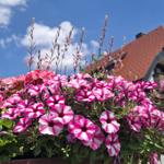 Flower box with pink flowers in front of a house with a red roof.
