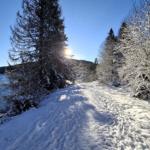 Snow-covered forest path beside a frozen lake under a blue sky.