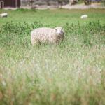 Ein Schaf steht im hohen Gras auf einer Wiese. Im Hintergrund sind weitere Schafe und ein Zaun sichtbar.