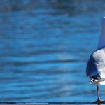 Eine Möwe steht am Ufer eines blauen Wassers.