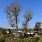 Zwei hohe Bäume ohne Blätter stehen vor einem klaren Himmel über Wohnhäusern und Grünflächen.