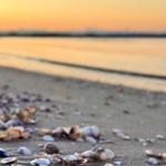 Strand mit Muscheln bei Sonnenuntergang