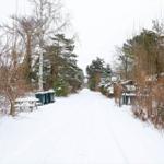 Schneebedeckter Weg durch einen Wald mit Bäumen und Müllcontainern an den Seiten.
