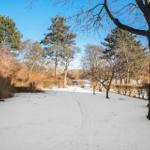 Snow-covered path through a winter garden with trees and shrubs.